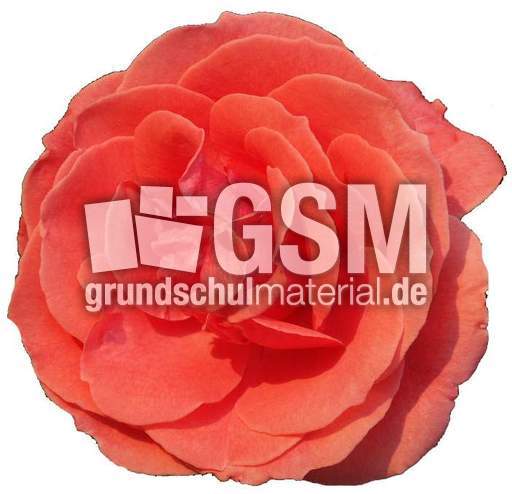 Sommerblumen 030.jpg